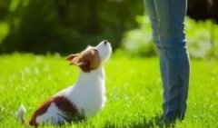 讓狗狗安靜的七大方法，你知道嗎？