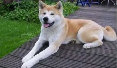 狗狗小知識，您知道多少？