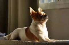 主人出門將狗狗留在家中，這些事項一定要牢記