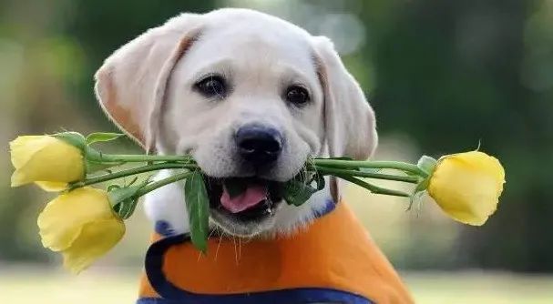 感動！原來狗狗這些表現，都是愛的證明