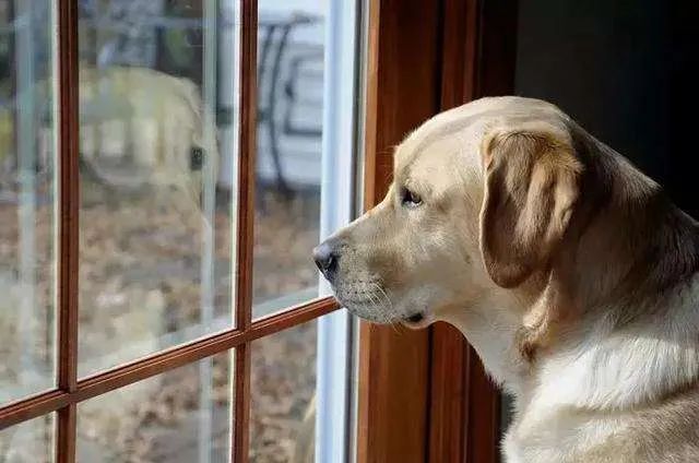 主人不在家的時候狗子都在干嘛？