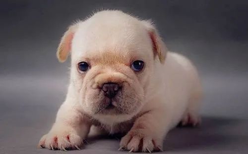 幼犬喂食的5個要點！小狗身體虛弱，主人可要注意了！